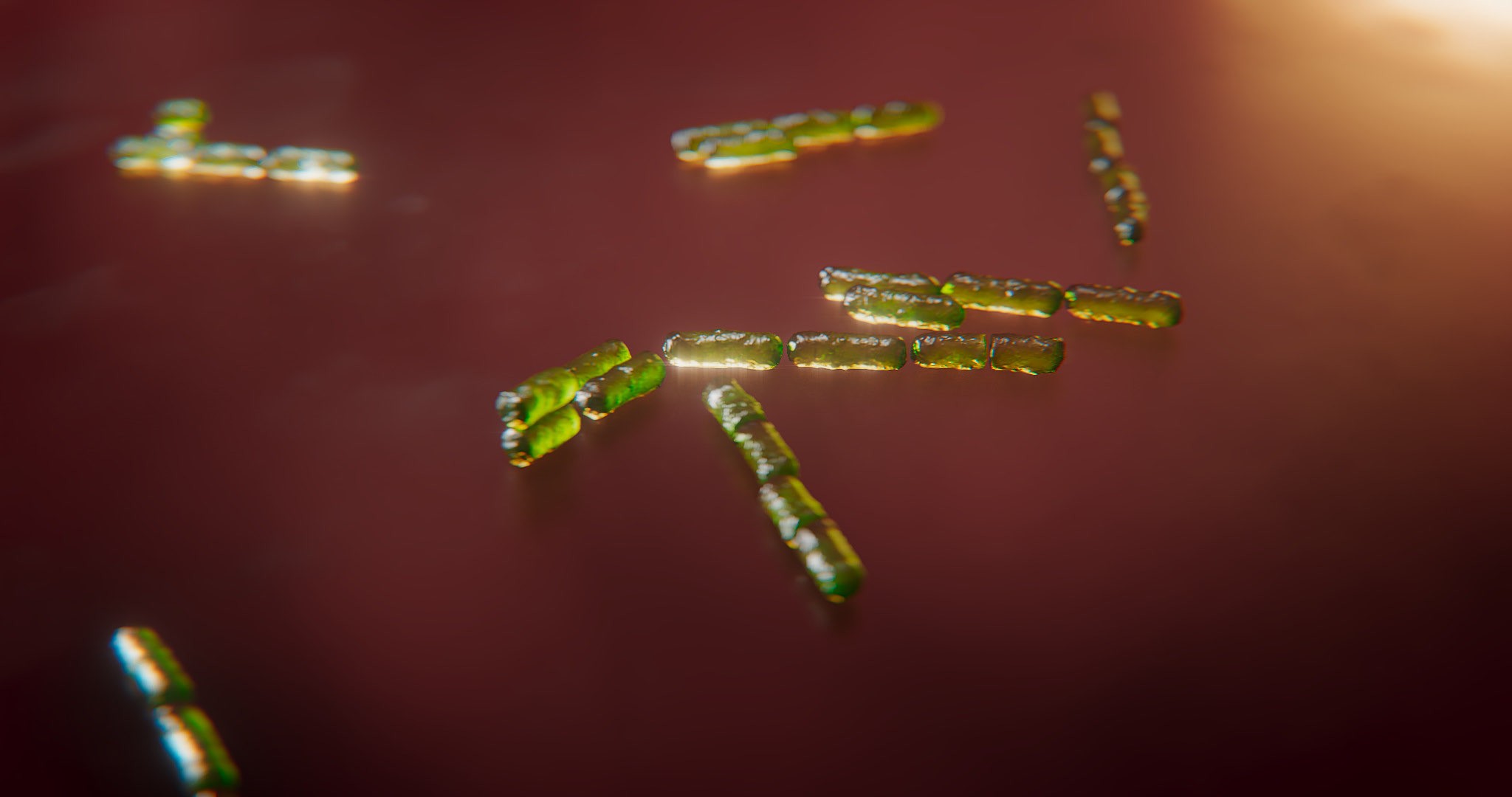 This image shows green bacteria in 3D animation.jpg